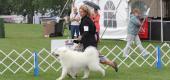 View the Album: Friday AKC Show
 68 images